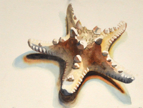 Ракушка морская звезда акварель
