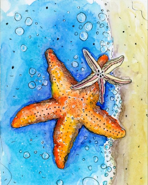 Морская звезда акварель