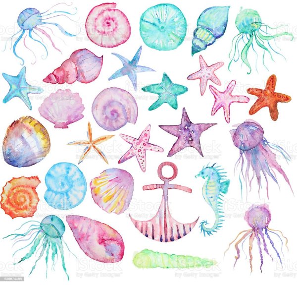 Морская звезда акварель