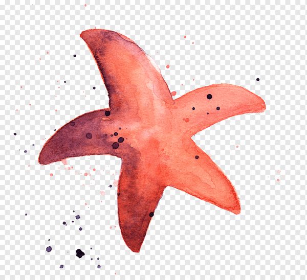 Морская звезда акварель