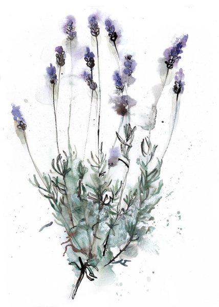 Лаванда акварелью Академический