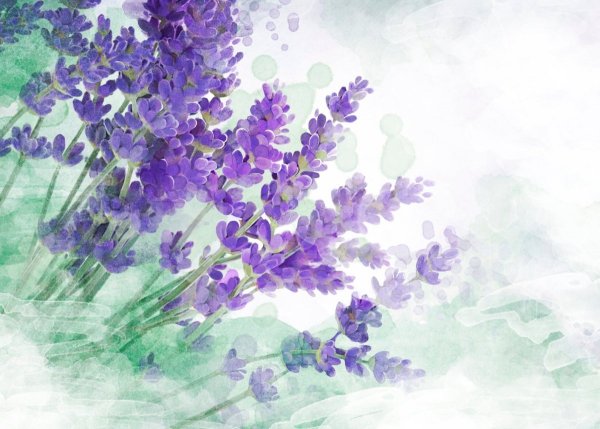 Лаванда акварель