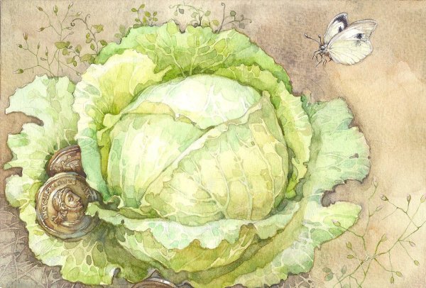 Капуста рисунок