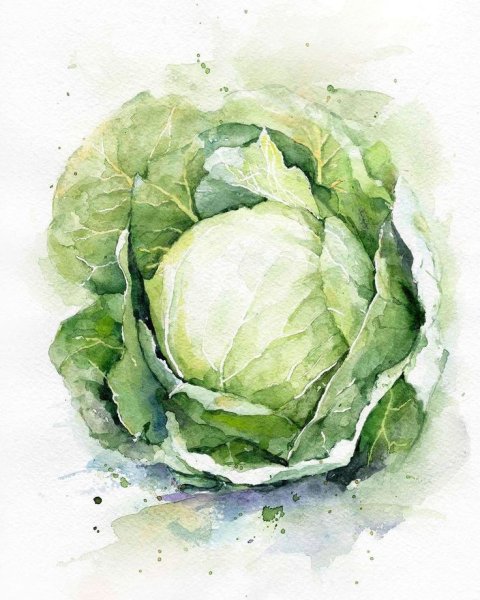 Акварель капуста пекинская