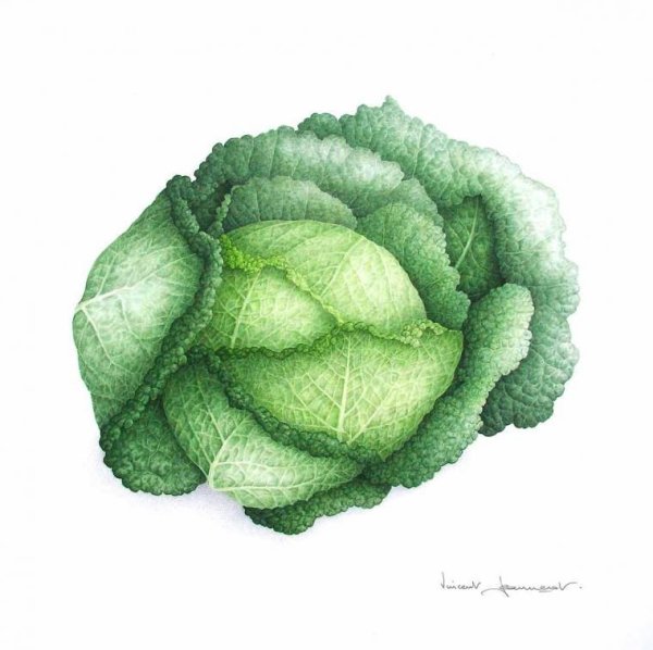Капуста акварелью