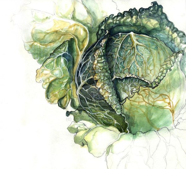 Капуста Ботаническая иллюстрация
