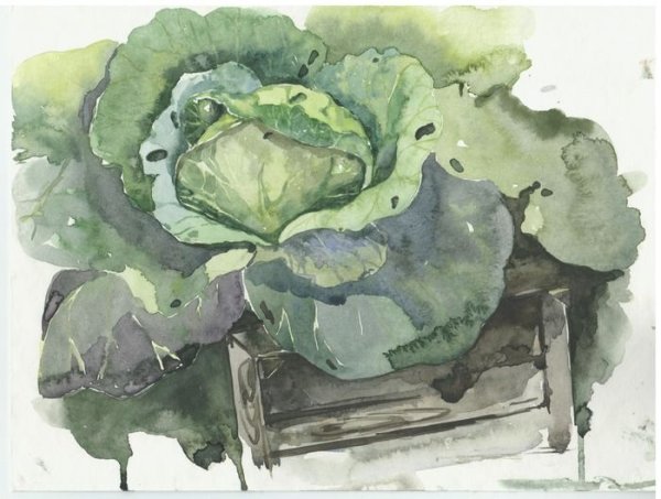 Галина Григорович капуста акварель