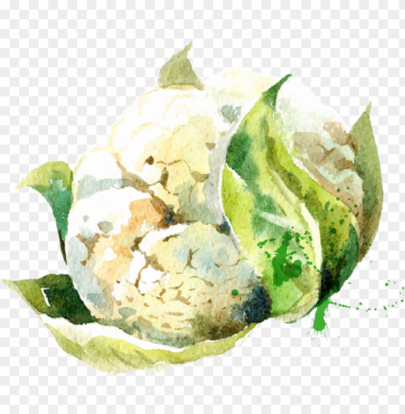 Капуста акварелью
