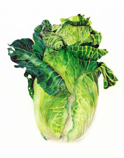 Акварель капуста пекинская