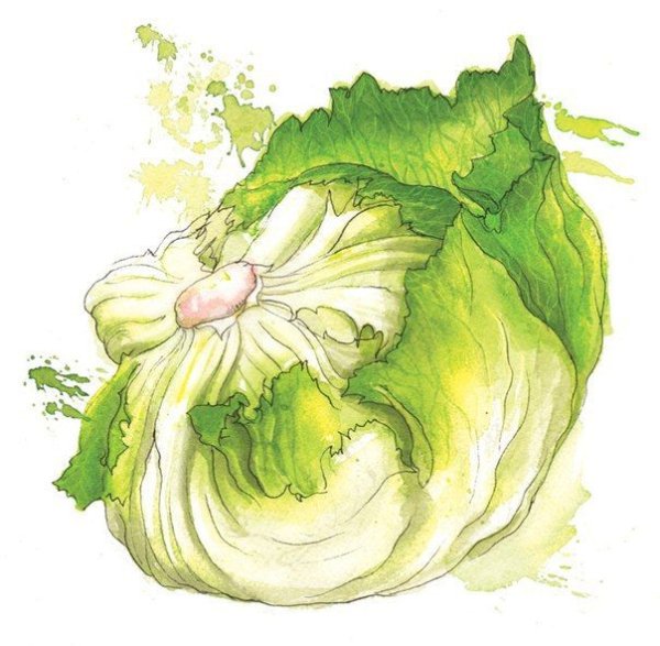 Акварельные зарисовки овощей