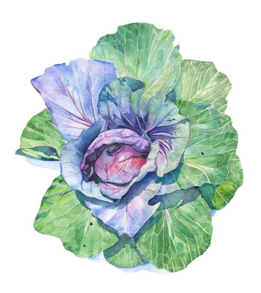 Капуста ботаника