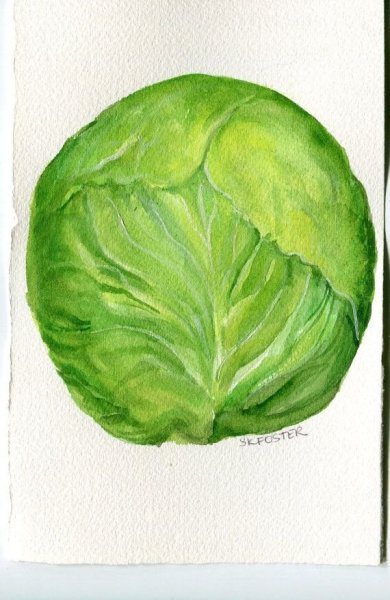 Цветная капуста акварель