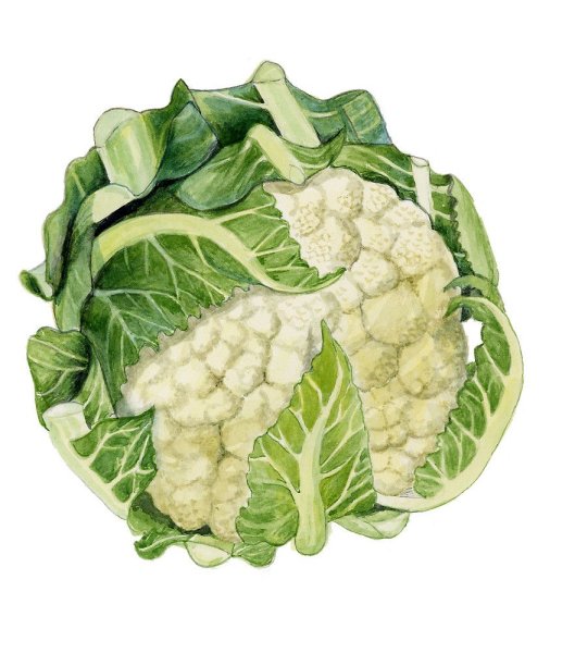 Капуста китайская Baby Cabbage