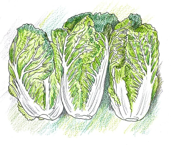Брокколи акварелью
