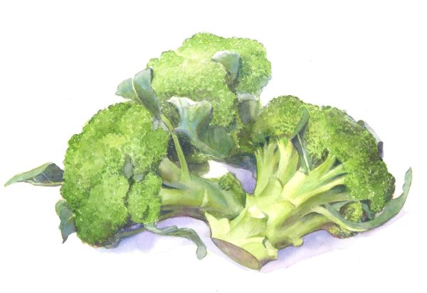 Капуста белокочанная акварель