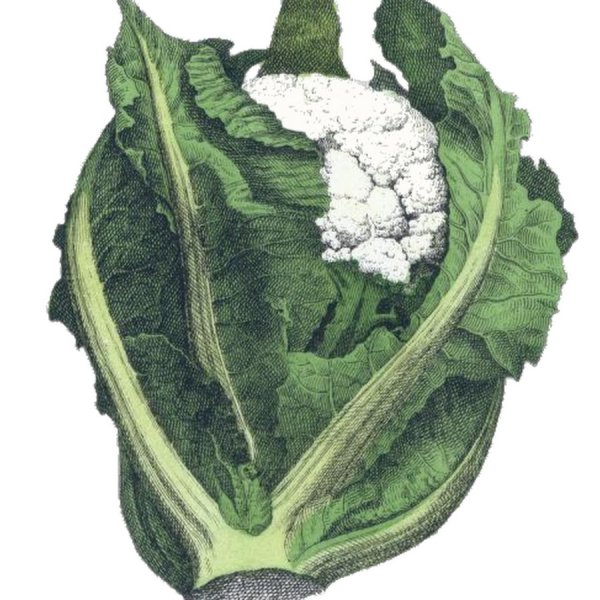 Капуста Ботаническая иллюстрация