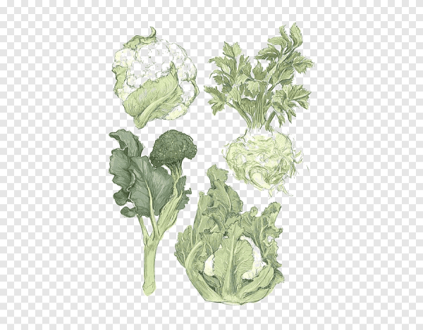 Капуста Ботаническая иллюстрация