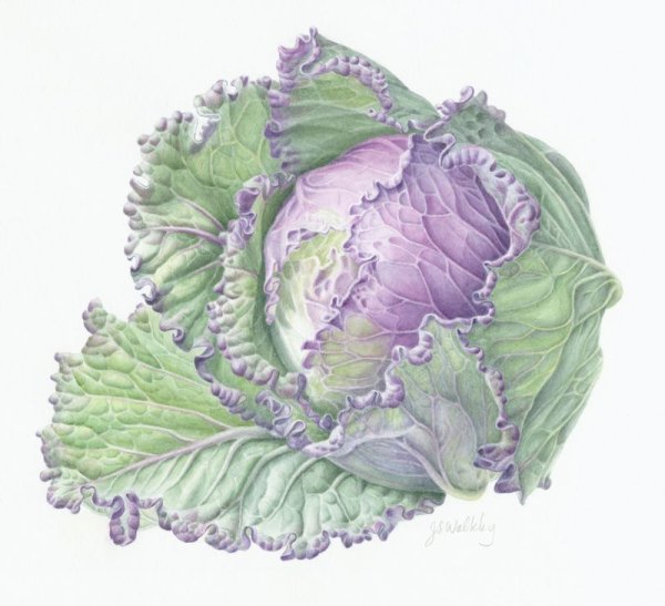 Капуста акварелью