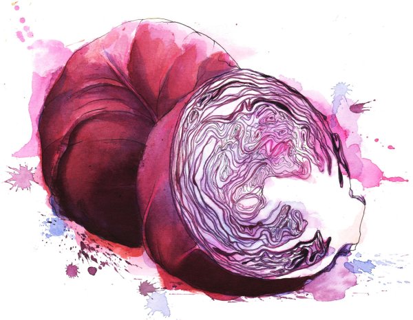 Капуста рисунок