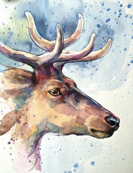 Олень акварелью