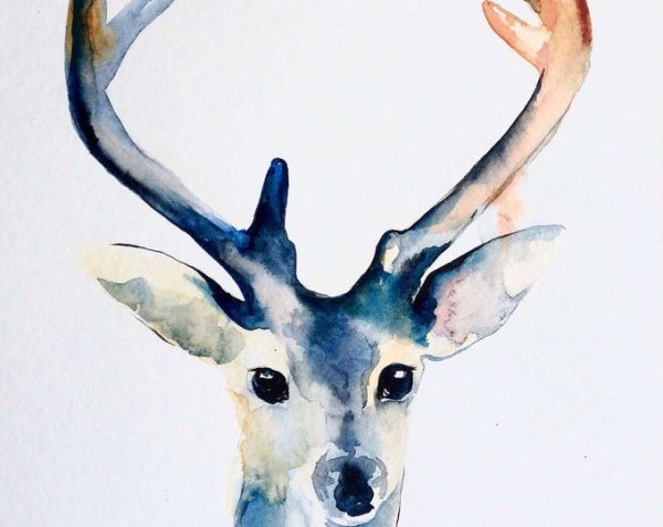 Олень акварелью