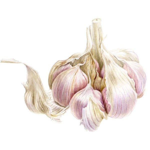 Чеснок акварелью