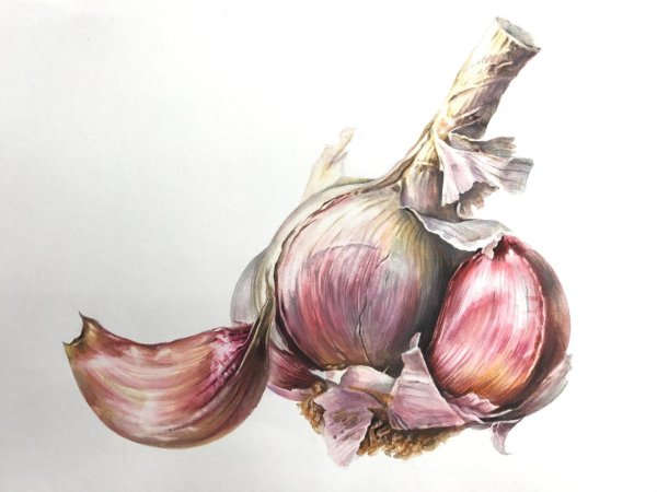 Анна Супруненко Ботаническая живопись