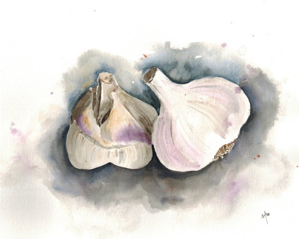 Чеснок акварелью