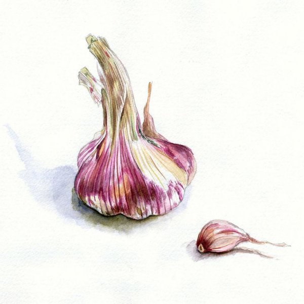 Скетчи цветов цветными карандашами