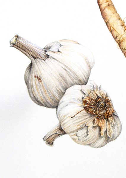 Чеснок цветными карандашами
