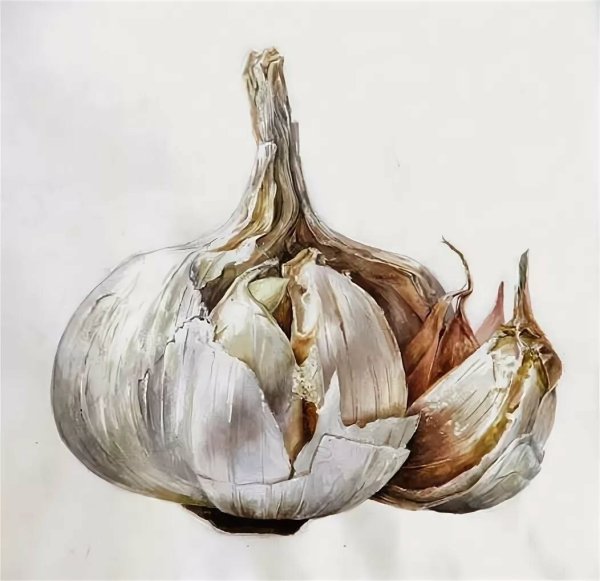 Екатерина Зюзина акварель чеснок