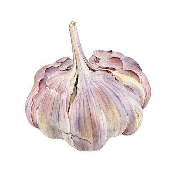 Чеснок акварелью