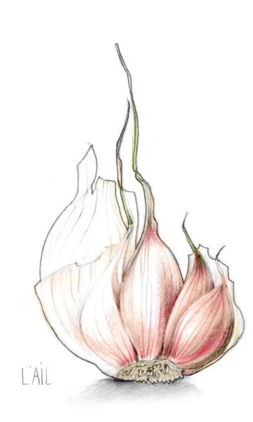 Чеснок зарисовка