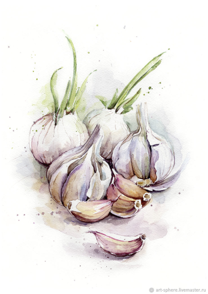Чеснок акварелью