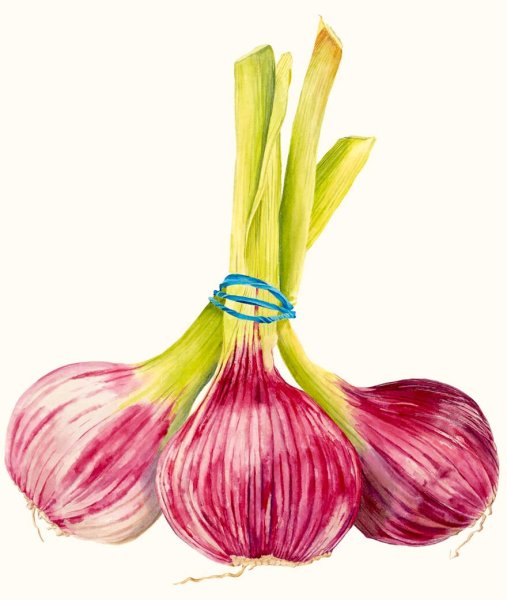 Чеснок картинка для детей