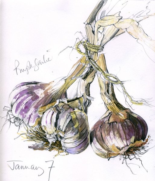 Ботанический скетчинг Ирис