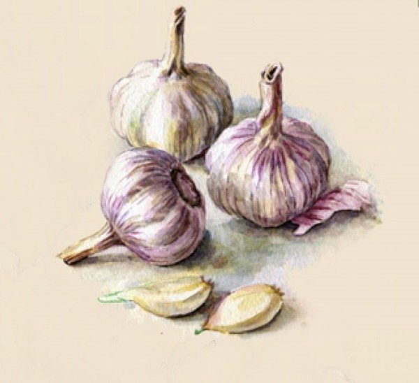 Иллюстрации для декупажа лук