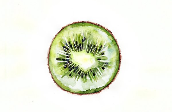 Киви в разрезе акварелью