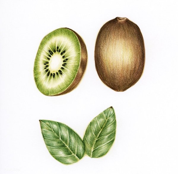 Фрукты акварелью киви