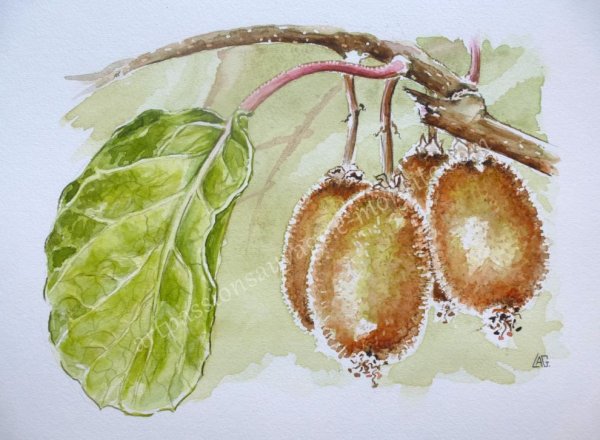 Фрукты акварелью киви