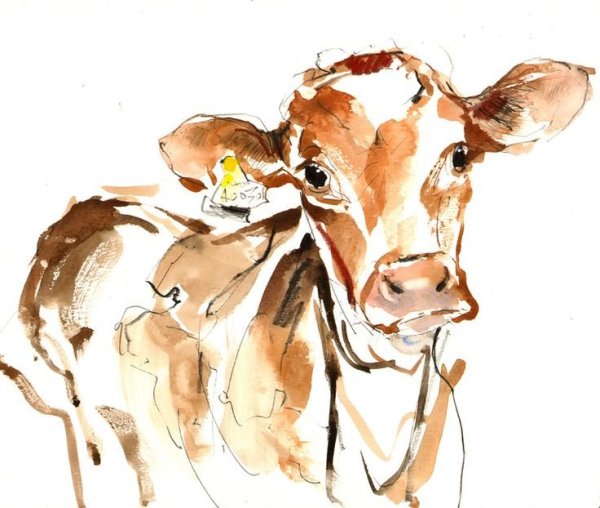 Этюд коровы акварелью
