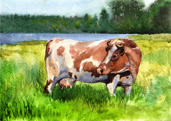 Теленок акварель