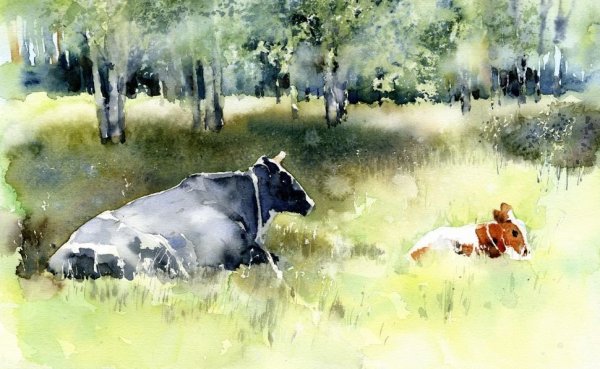Этюд коровы акварелью