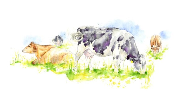 Корова акварелью