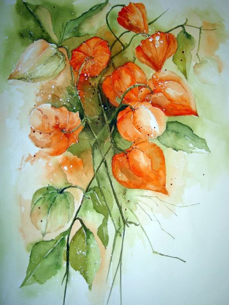 Физалис акварелью