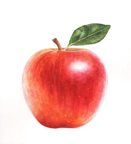 Яблоко рисунок акварелью