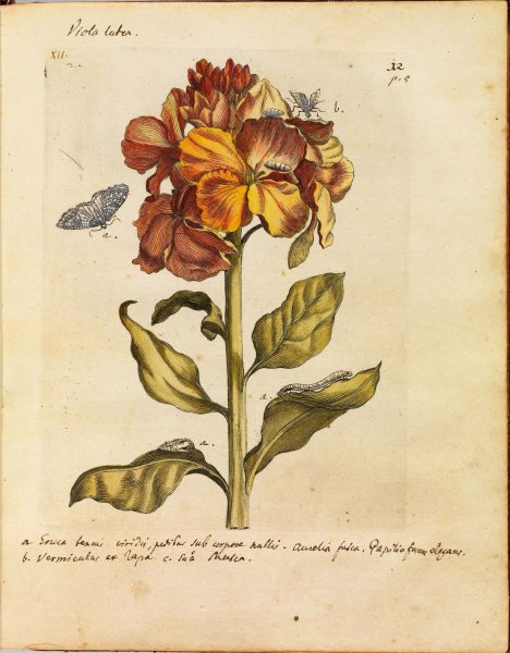 Альбрехт Дюрер акварель