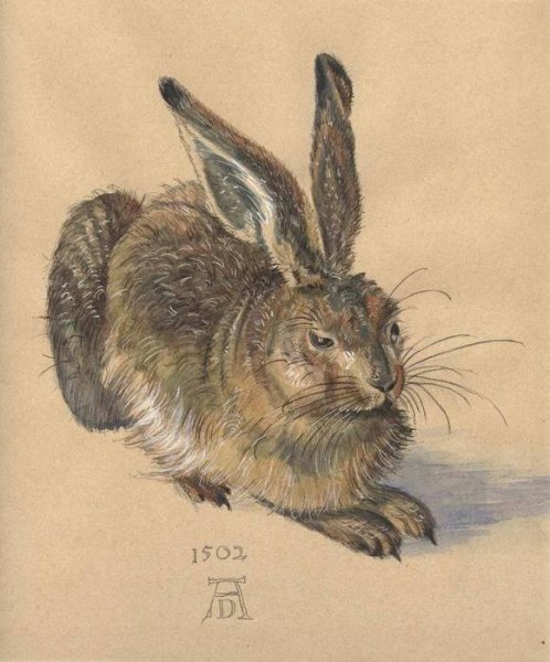 Картина травы Альбрехта Дюрера