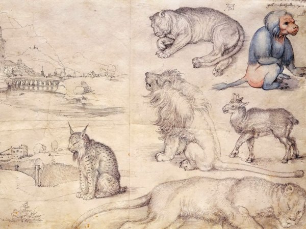 Альбрехт Дюрер фехтование