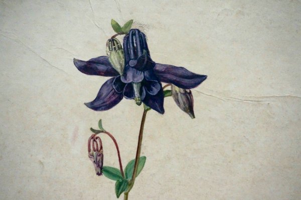 Выставка Гравюр Альбрехта Дюрера